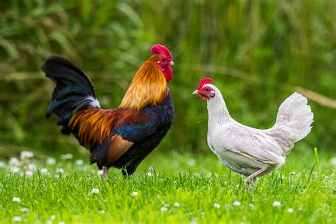 pictures of roosters and hens